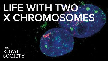 Life with two X chromosomes | The Royal Society