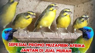 PROMO SPESIAL MUZAMBIK AFRIKA JANTAN GARASI CUKUP 280.RB