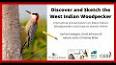 The Fascinating World of Woodpeckers ile ilgili video