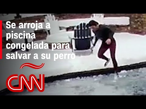 Video: 15 perros disfrutando del clima de la piscina