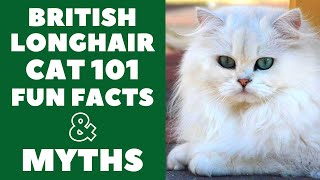 British Longhair Cats 101 : Fun Facts & Myths