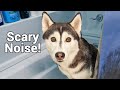 What is My Husky Scared of?