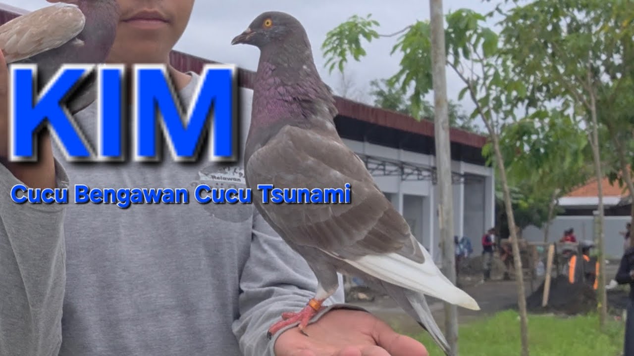 KIM  milik Miss Kim dari Inggris ( U.K ) cucu BENGAWAN cucu Tsunami 