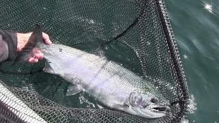 Fishing for Coho Salmon in Puget Sound 