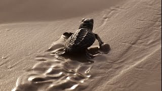 Finding Home: A Sea Turtle's Life Cycle Explained