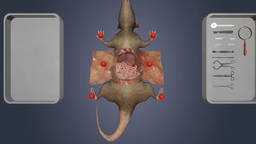 Learn about Rat Dissection in 3D : K12 Simulation by Avidia Labs