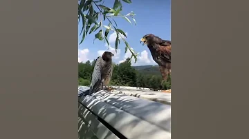 A great fight between a hawk and a Falcon