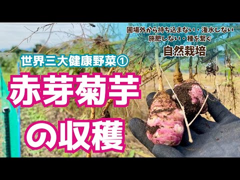世界三大健康野菜 の一つ、#赤芽菊芋 を知っていますか？【#自然栽培