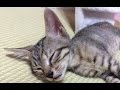 生まれたての子猫の喧嘩！左目をやられてしまったまる子
