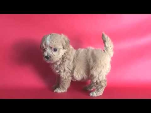 ペットノート マルプー マルチーズ トイ プードルのミックス犬 女の子 Youtube ペットノート マルプー マルチーズ トイ プードルのミックス犬 女の子 Youtube