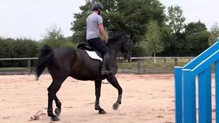 Owen flatwork & Jumping