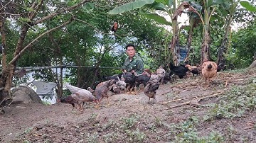 Hlau youtube mus pub qaib lom zem kaws li nawb.cho gà ăn uống vui vẻ quá ae ơi