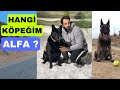 ALFA KÖPEĞİM HANGİSİ ?