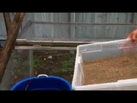 eggs florentine Blue/Red Tegu Eggs