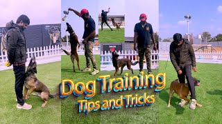 The Secret in Dog Training - shemeeksk9