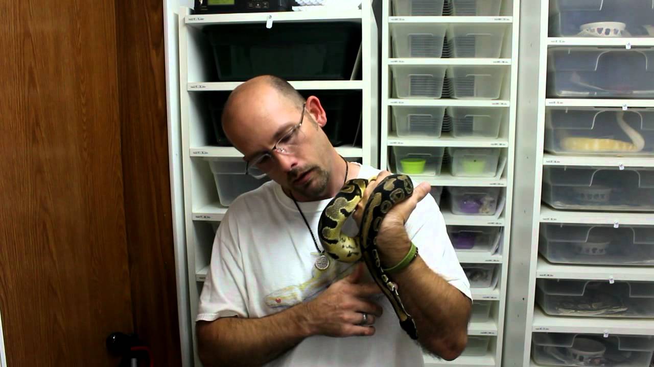 mustard greens Rally For Reptiles MapleLeafReptiles and KPDBallPythons