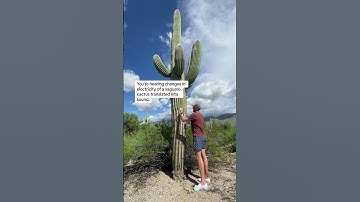 Thumbnail of let’s listen to a saguaro cactus in Tuscon, Arizona with a PlantWave plant music device