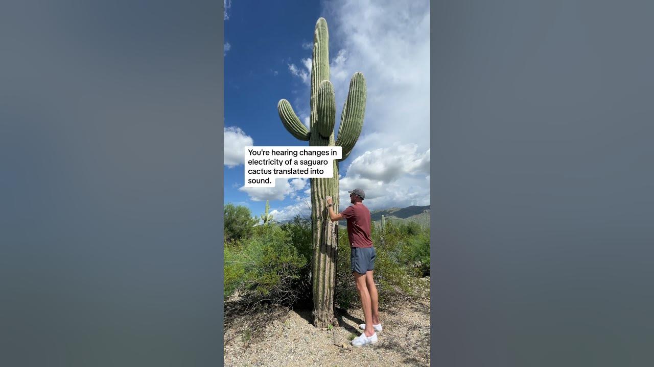 let’s listen to a saguaro cactus in Tuscon, Arizona with a PlantWave plant music device let’s listen to a saguaro cactus in Tuscon, Arizona with a PlantWave plant music device