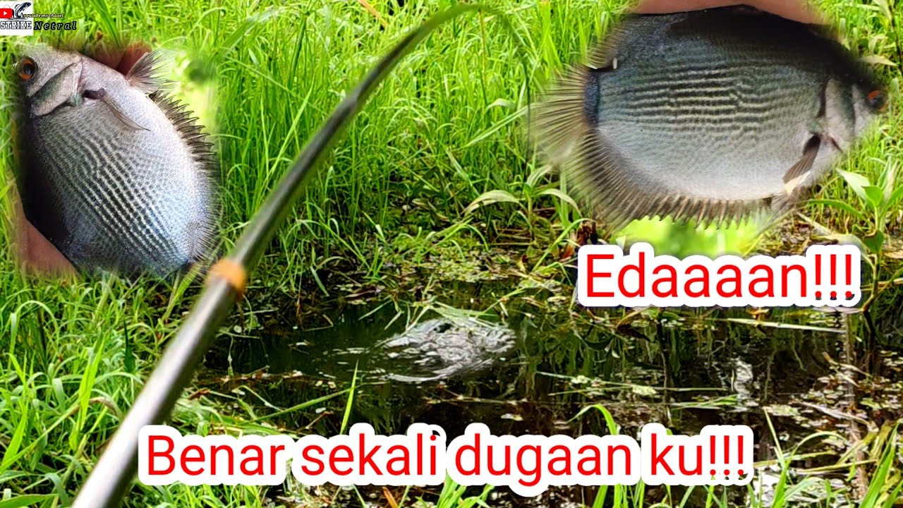 Pesta Strek tembakang!!Spot yang di penuhi rumput ini benar-benar jackpot