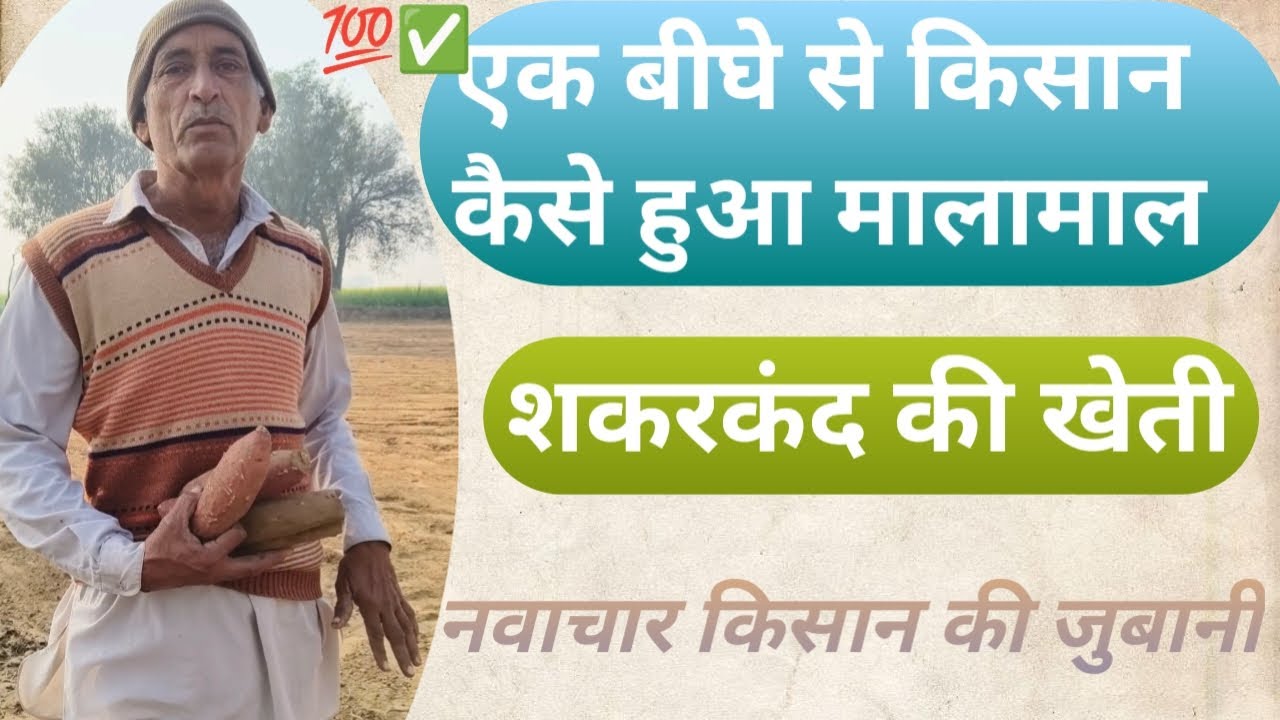 शकर कंद की खेती से किसान ने की लाखों की कमाई ,लगाने का तरीका, समय, ओर बीज जैसी सारी जानकारी है इसमें