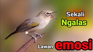 Download Lagu PLECI GACOR suara ngalas - Ahlinya memancing bunyi || PANCINGAN PLECI AGAR CEPAT BUNYI MP3