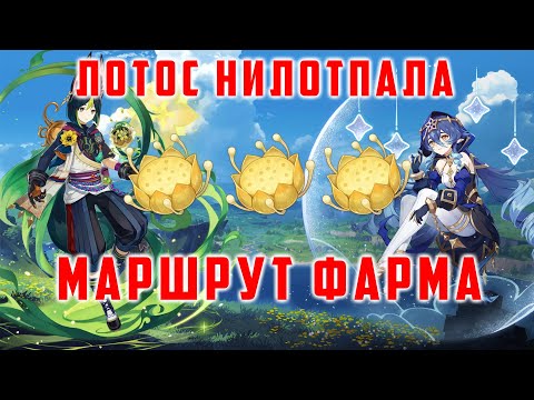 ЛОТОС НИЛОТПАЛА. МАРШРУТ ФАРМА [Genshin Impact]