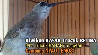 Trucuk BETINA Memanggil Jantan NGERIWIK TAJAM 100% Ampuh jadikan Trucukan Gacor BISU Auto gacor