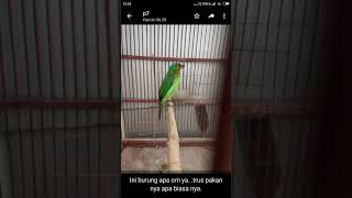 Burung unik Asli dari hutan jawa