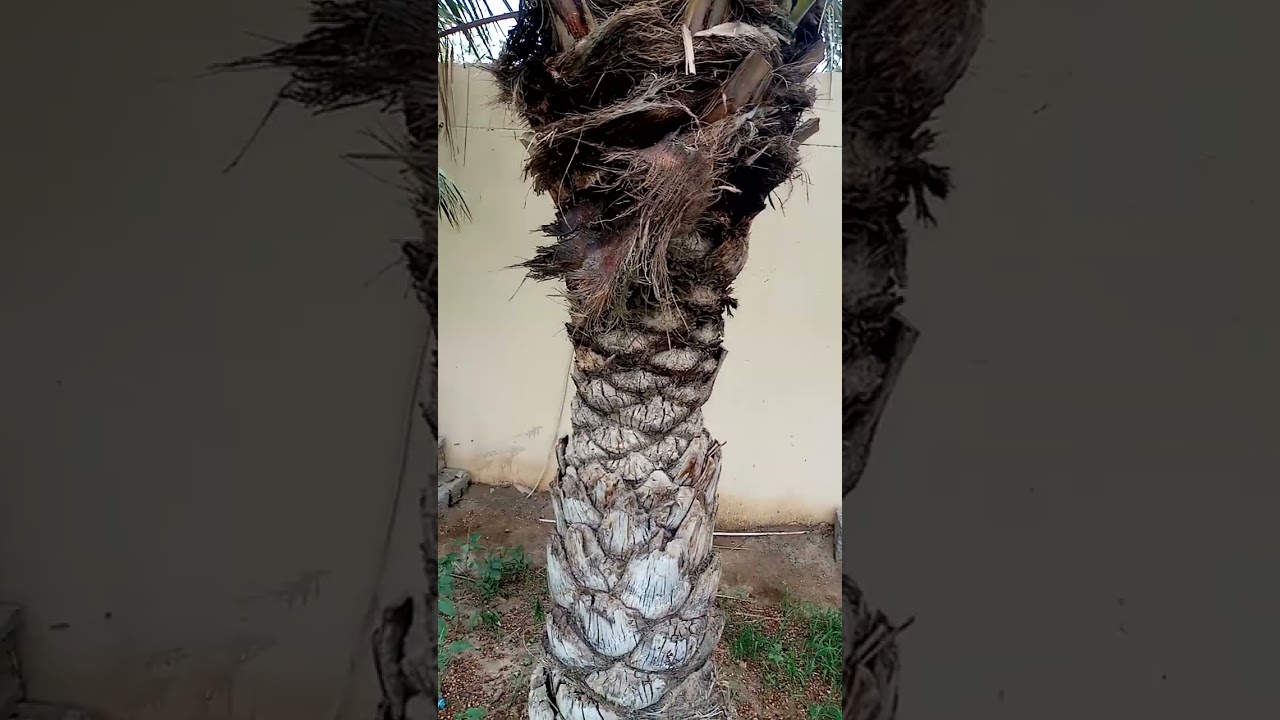 مكافحة النمل الابيض في مزارع النخيل