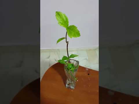 Vidéo: Couvre-sol Wedelia en pleine croissance : quelles sont les utilisations des plantes Wedelia dans le jardin ?