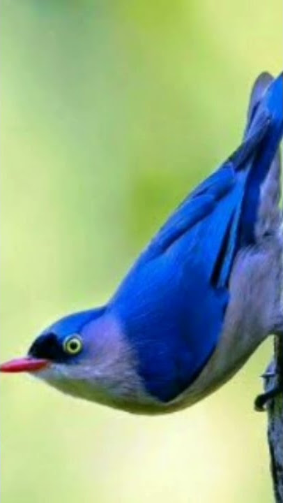 Suara burung rambatan paruh merah || full durasi