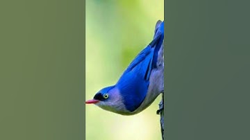 Suara burung rambatan paruh merah || full durasi