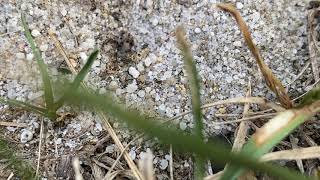 Ants Predict Rain in Toms River, NJ