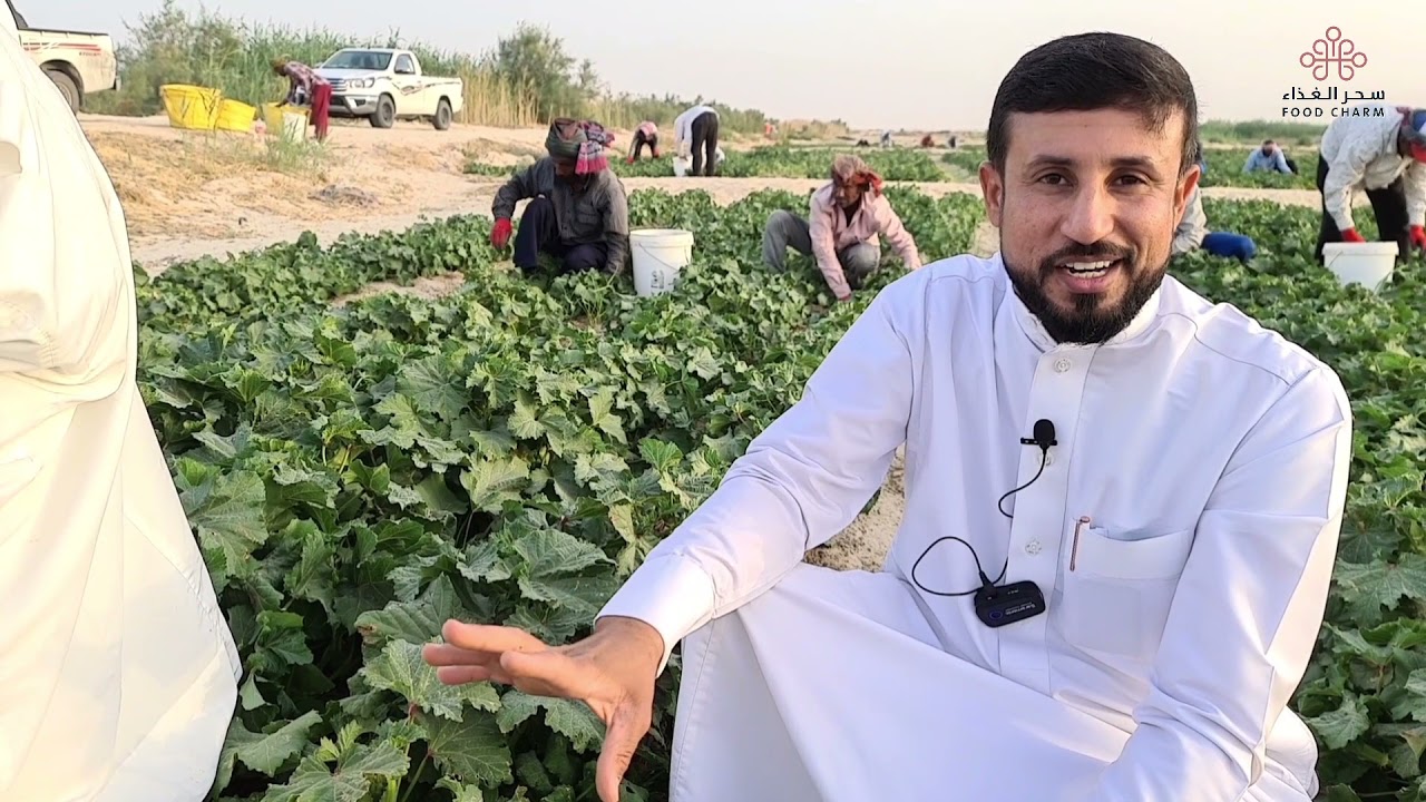 أكبر مزرعة أرز وبامية والحب الشمسي بمنطقة الاحساء مع المزارع زكي السالم
