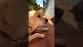 Celebrity This is cute tho Net Worth