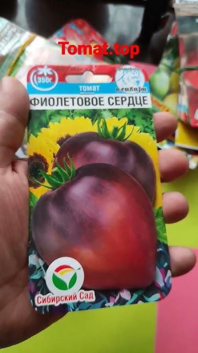 Томат Фиолетовое сердце. Семена теперь можно купить от Сибирского сада ...