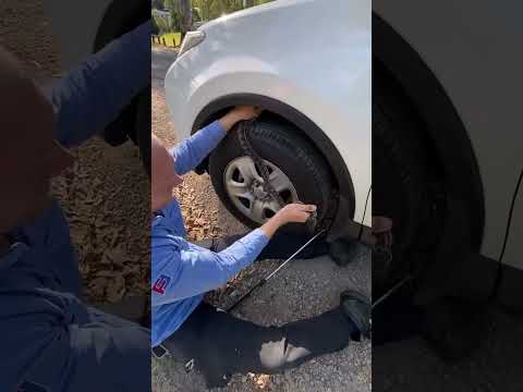 Python tries to hitch a ride!
