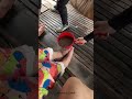 🦆 Vietnam Duck Massage! 😲 Ducks Eat Off Your Feet! #shorts