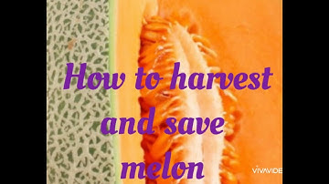 How to harvest and save melon seeds