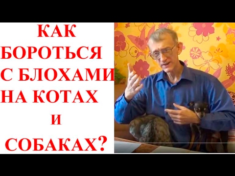 Как Бороться с Блохами на Котах и Собаках? Меры Борьбы с Блохами?