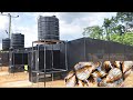 Mega Snail greenhouse setup| Modern Snail farming technology | Commercial snail production