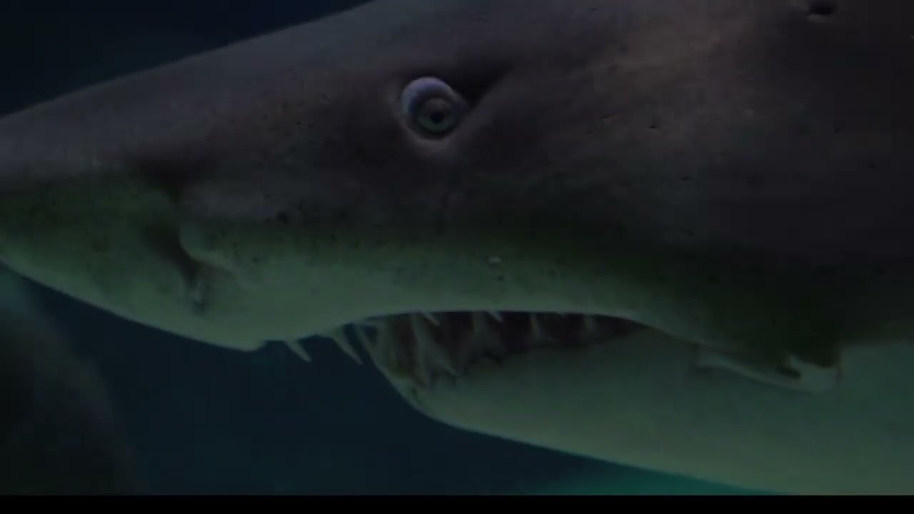 February 13, 2026 Shark fish 