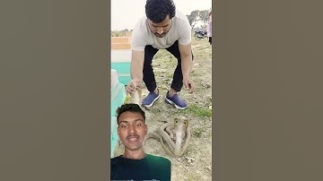 हाथ से नाग नागिन को पकड़ लिया😱🐍 | #nagin #cobra #viral #shortfeed