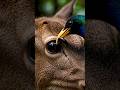 A cute bird is helping the fawn #wildlife #bird #animals #fawn #Asmr