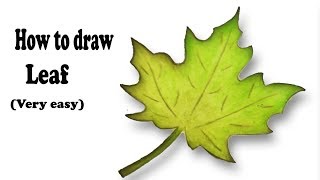 How To Draw A Maple Tree Step By Step - Draw Easy