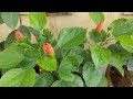 Hibiscus plant leaves turning yellow  what to do  the right gardening