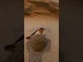 Swallow Bird Builds Amazing Mud Nest