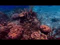 Snorkeling off the Point