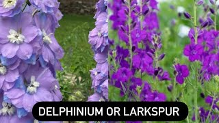 Is It A Delphinium Or Larkpur!