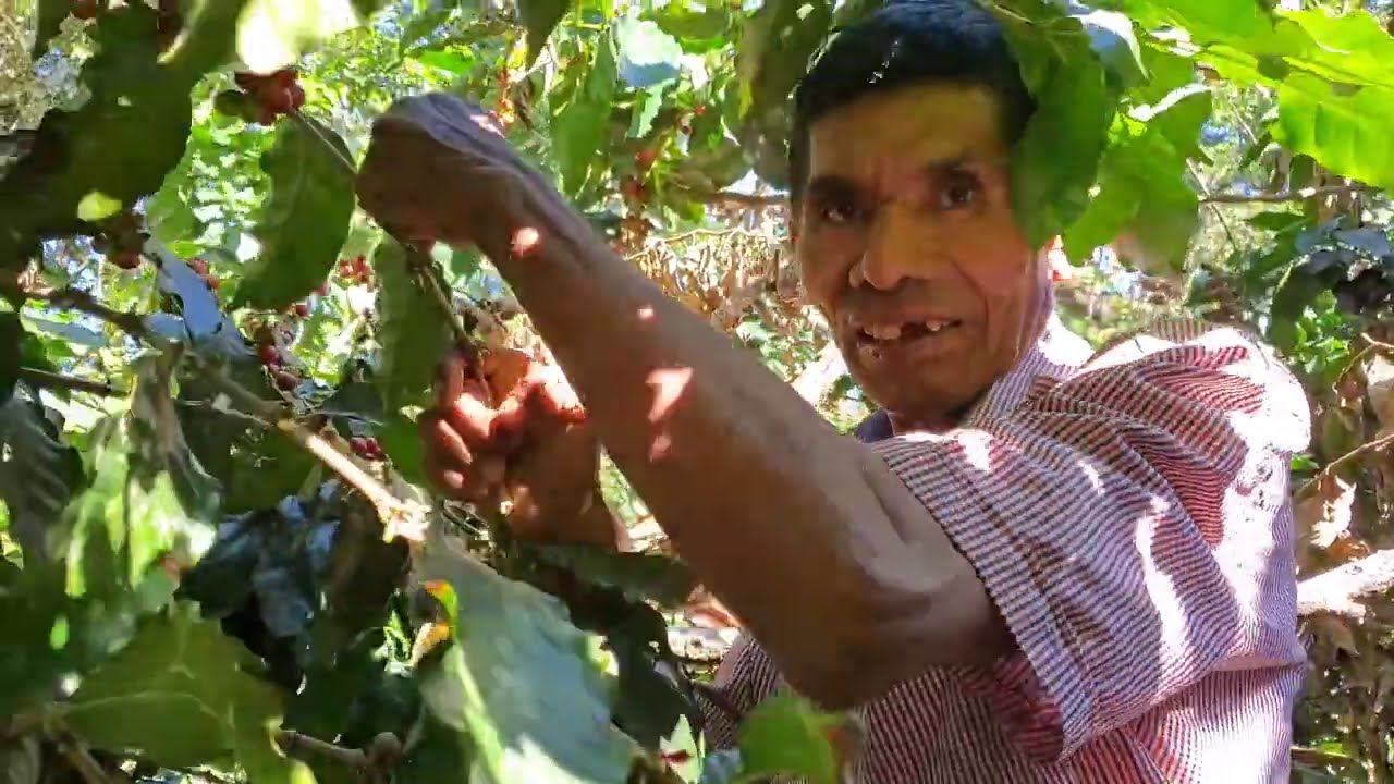 Video2 Encontramos Personas Cortando CafÉ Es Un Trabajo De Mucha ConcentraciÓn Y Habilidad